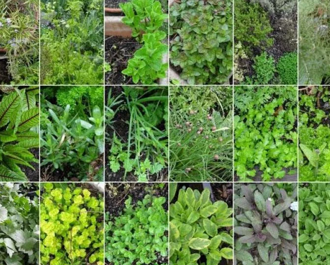 Advantages of herb and spice agritourism experiences