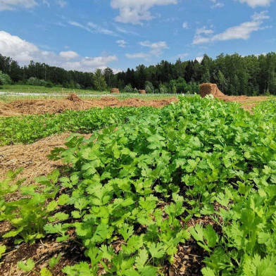 Greenhouse and organic crop production services