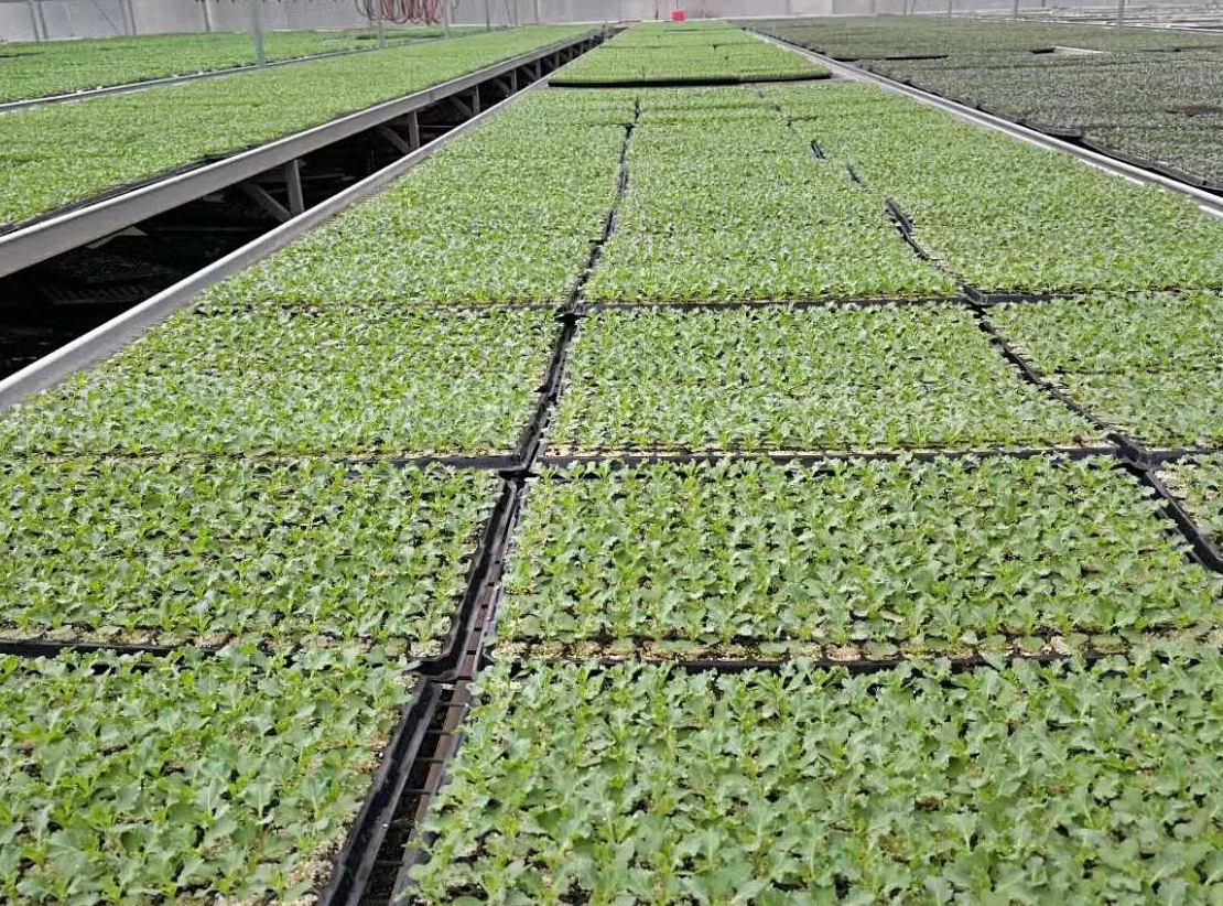 Delivery of seedling trays to eco farm clients