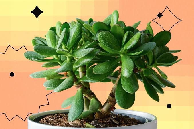 Plant care accessories