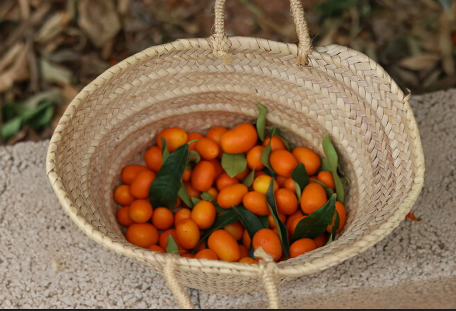 Elegant citrus tasting service arranged outdoors in an orchard